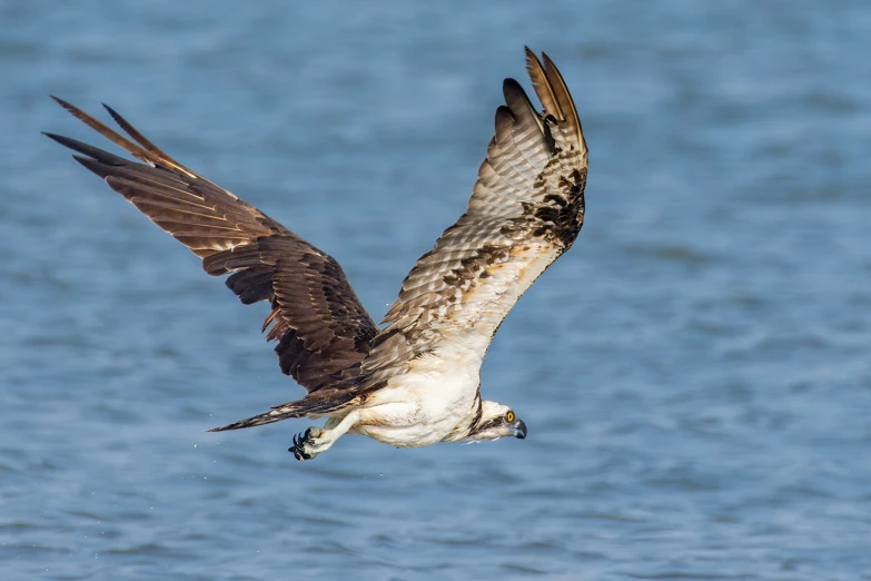 a large bird flying over the ocean water