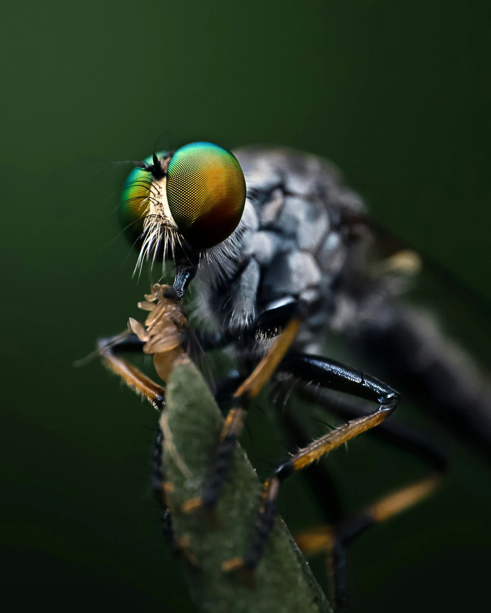 the green insect is resting on top of a leaf