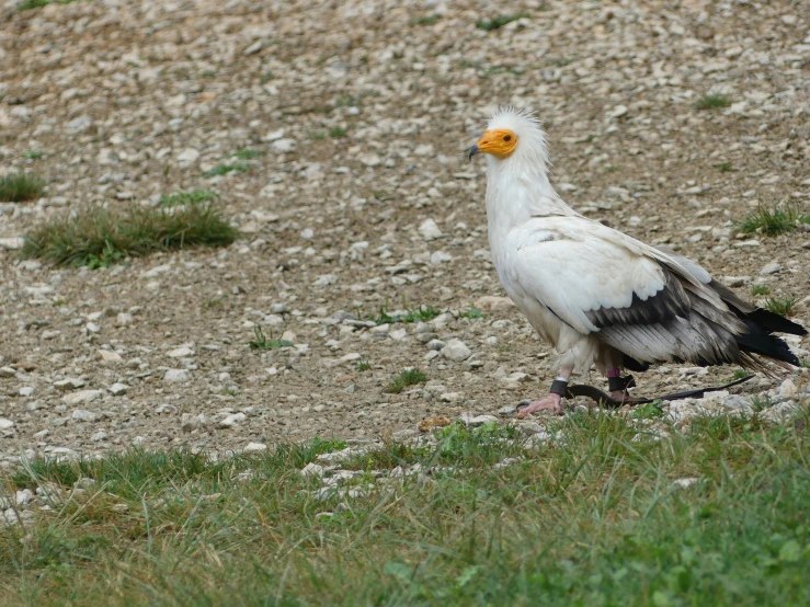 a white and black bird on gravel hill near grass