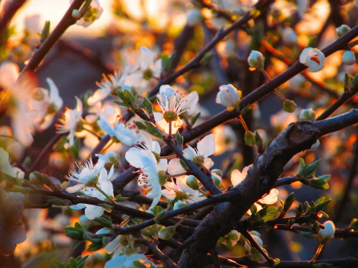 some white flowers are blooming on a tree