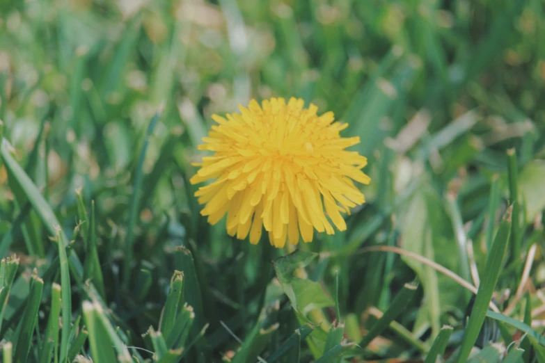 a single dandelion sits in the grass