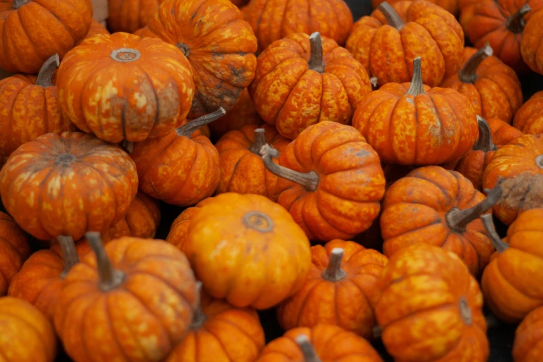 lots of small orange pumpkins sitting together