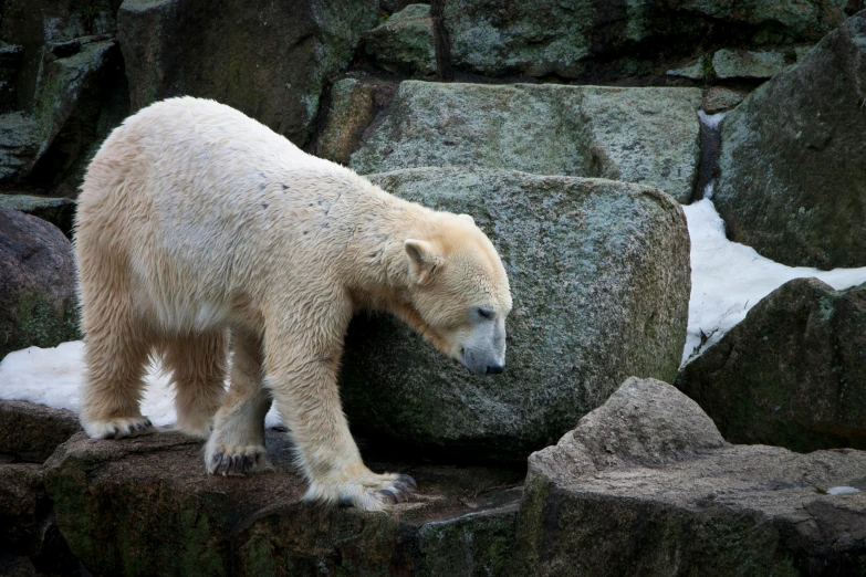 a white polar bear looking at soing