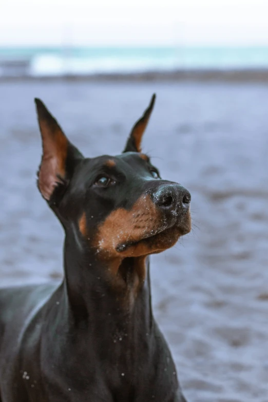 a dog that is standing in the sand