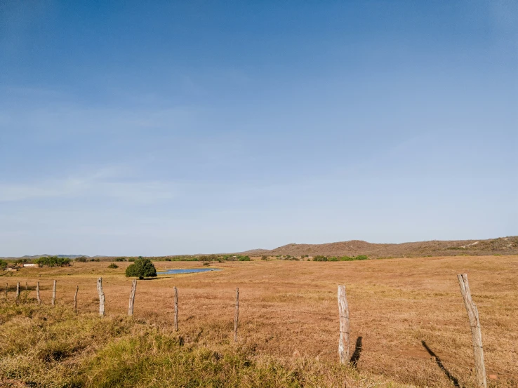 a cow standing in a field eating grass