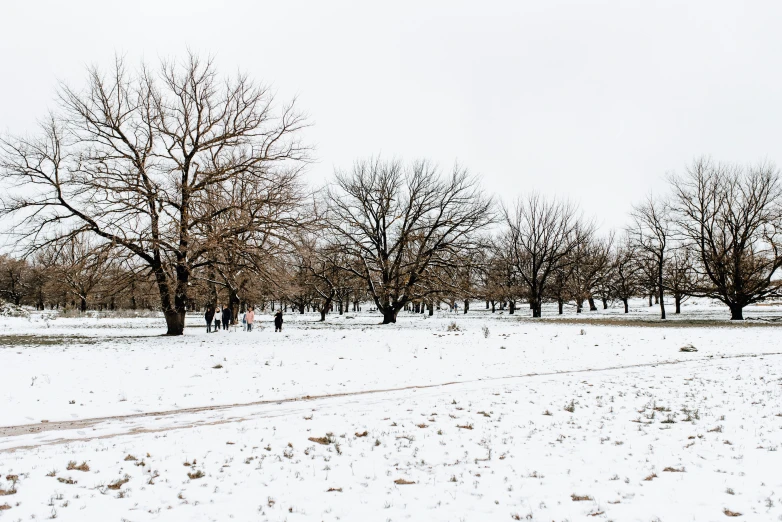 an empty field with lots of bare trees