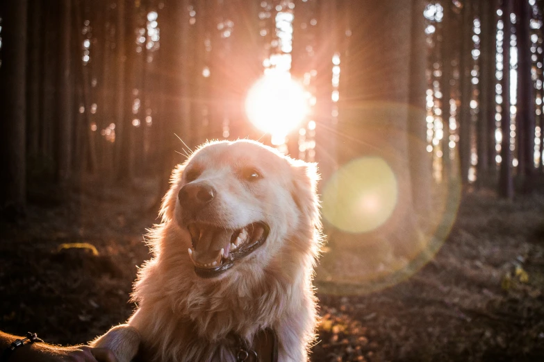 there is a dog that is outside and is smiling