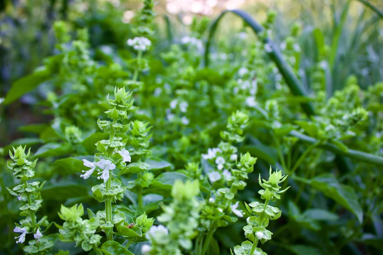 a very small bunch of green plants that are growing