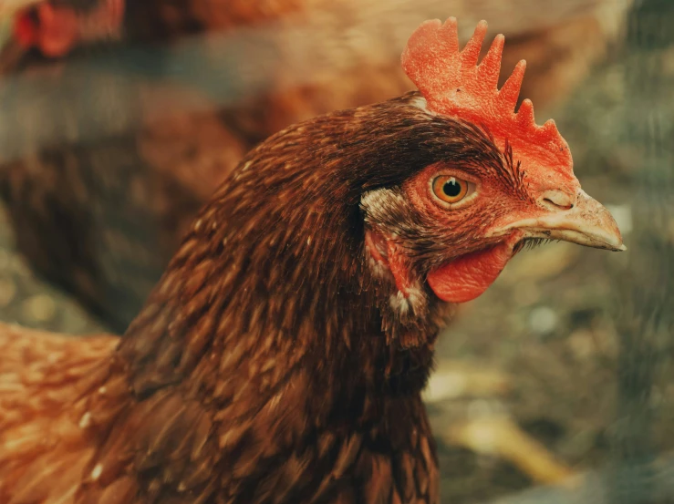 a rooster that is standing up and looking at the camera