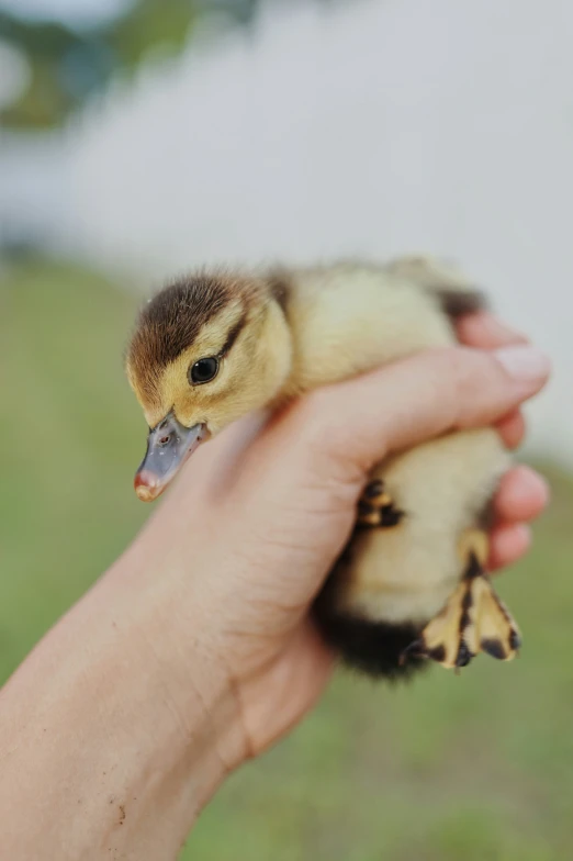 a person holding a tiny duck in their hand