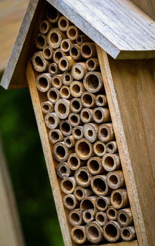 a bee el built from one single wood slice