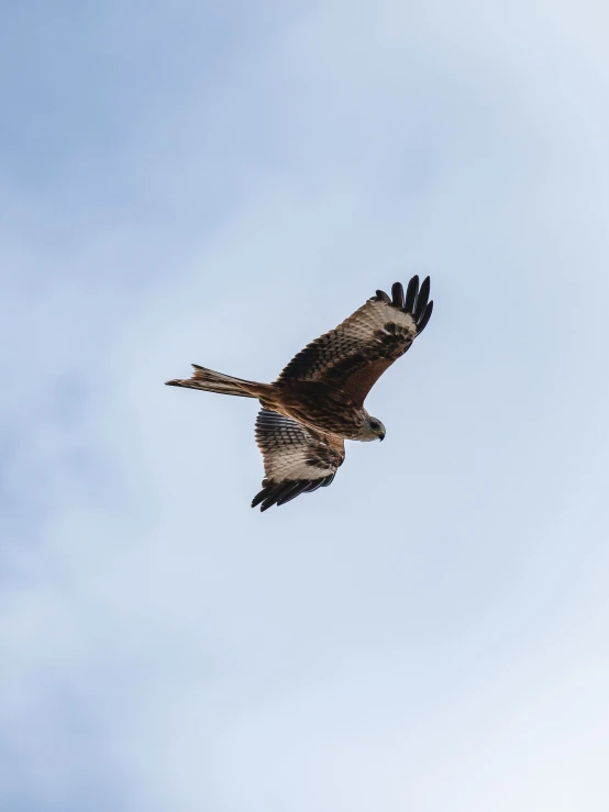 a brown and white hawk soaring across the sky