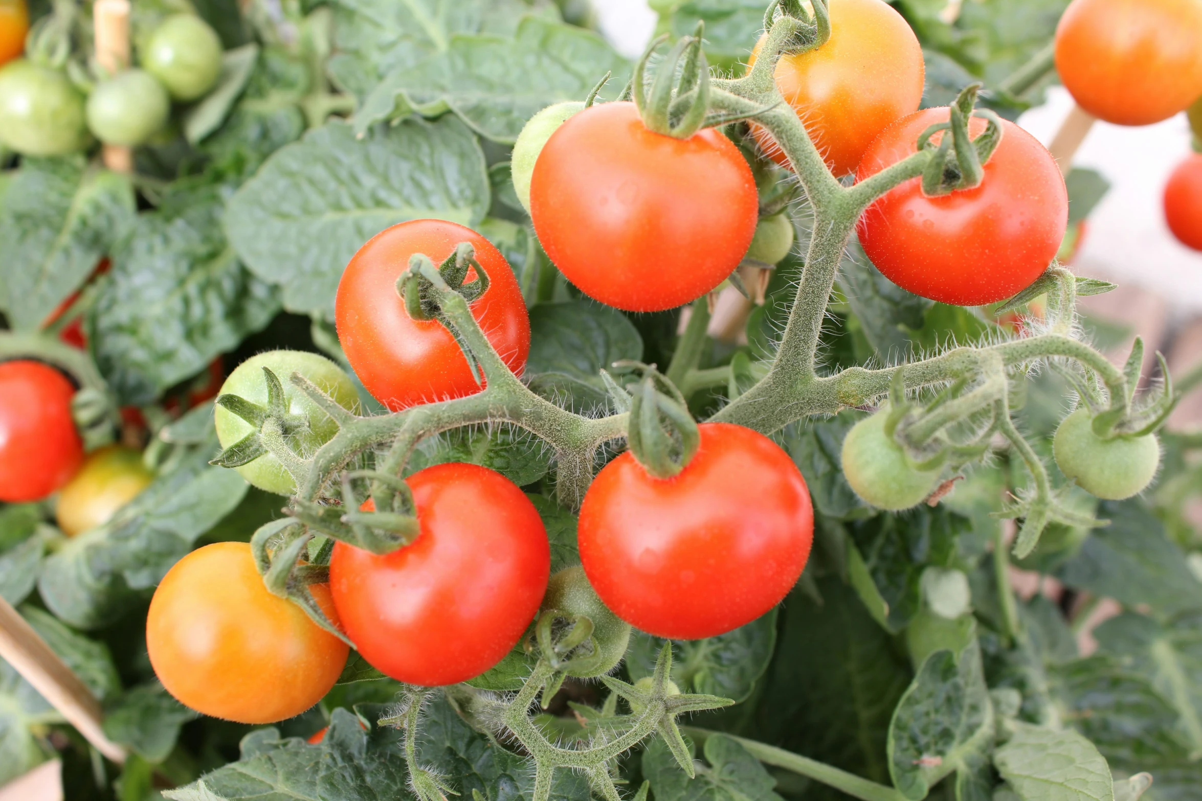 many different fruits and vegetables are growing on the plant