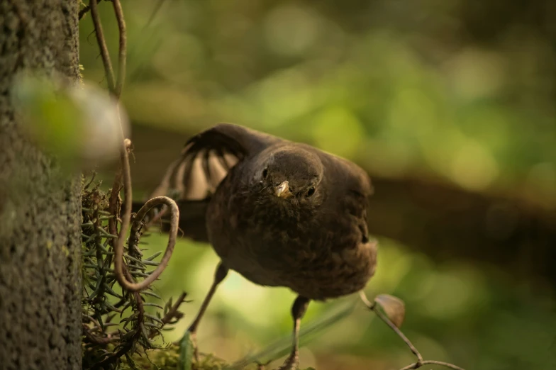 a small bird perched on top of a tree