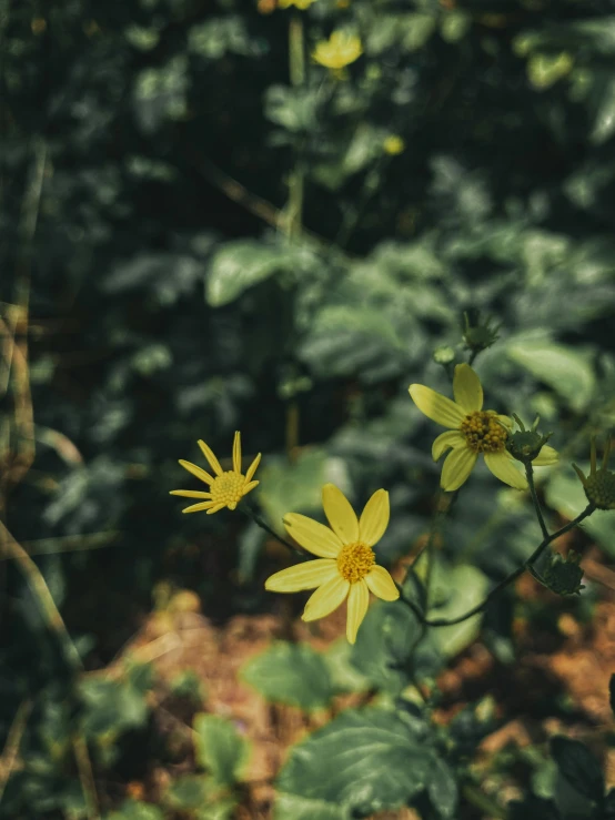 a group of yellow flowers and leafs in a forest