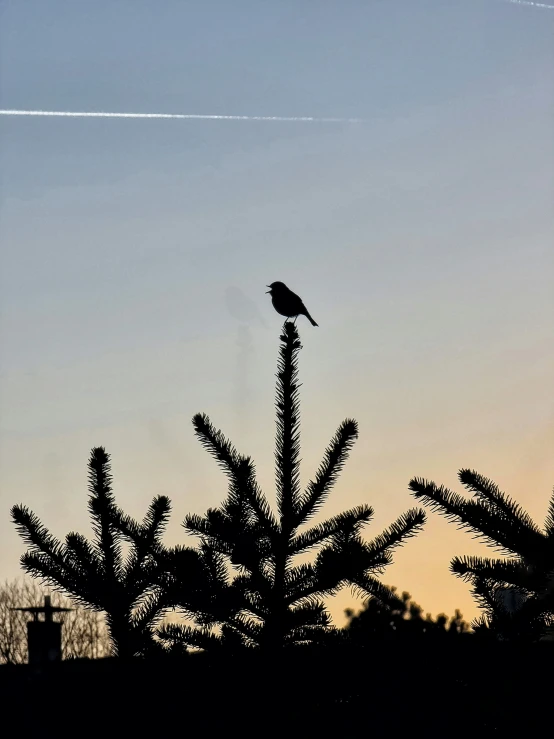 silhouette of a bird sitting on a cactus with a jet trail behind it