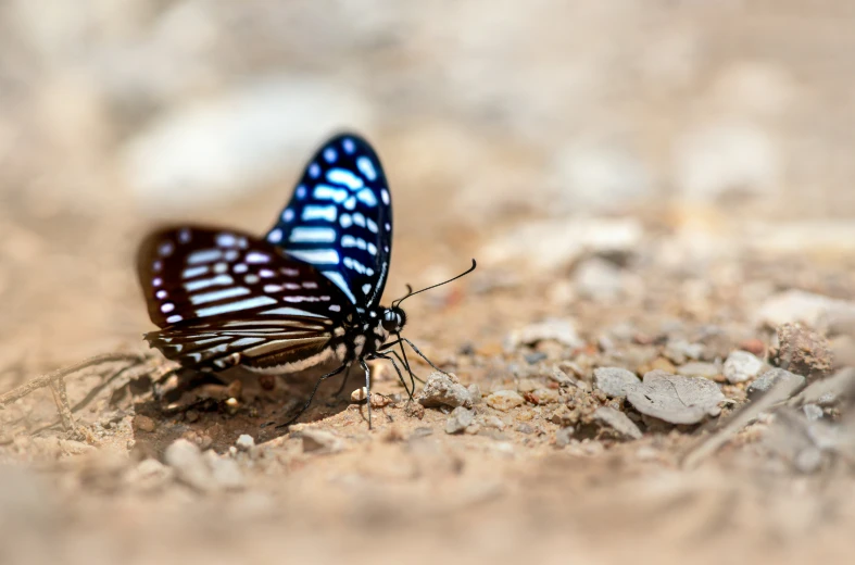 two blue erflies on some dry ground