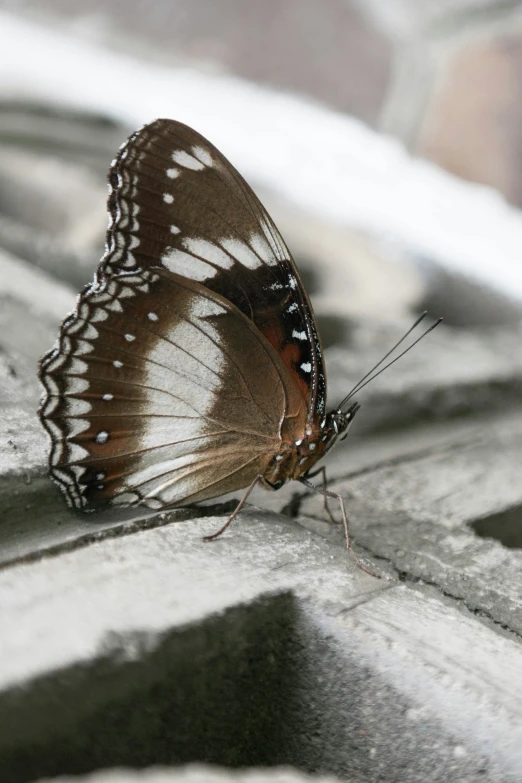 an insect sitting on the ground in its natural environment