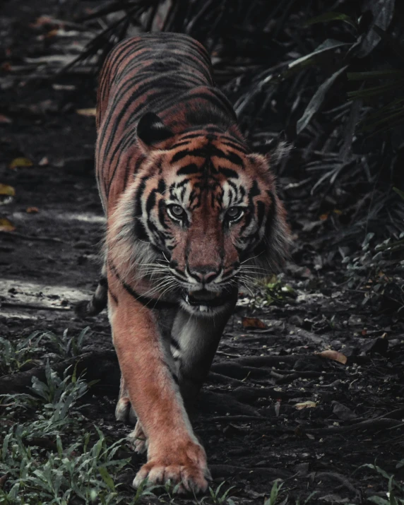 a tiger is walking down a path with grass on both sides