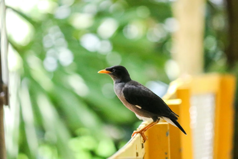 a small bird sits on the railing of a balcony