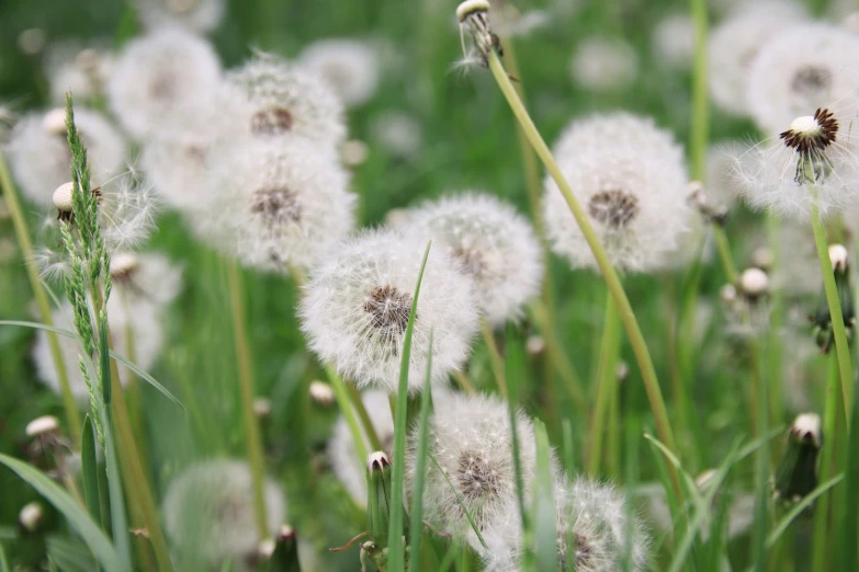 several dandelions are growing in the grass