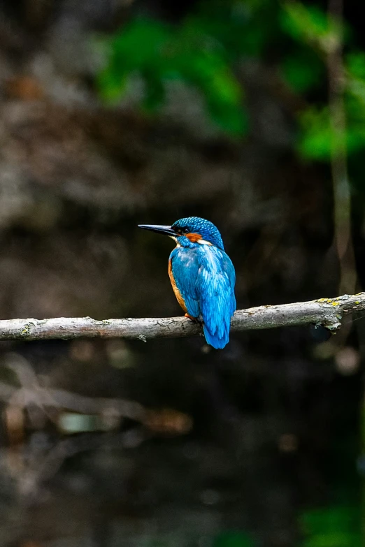 a bird with orange on its chest sitting on a nch