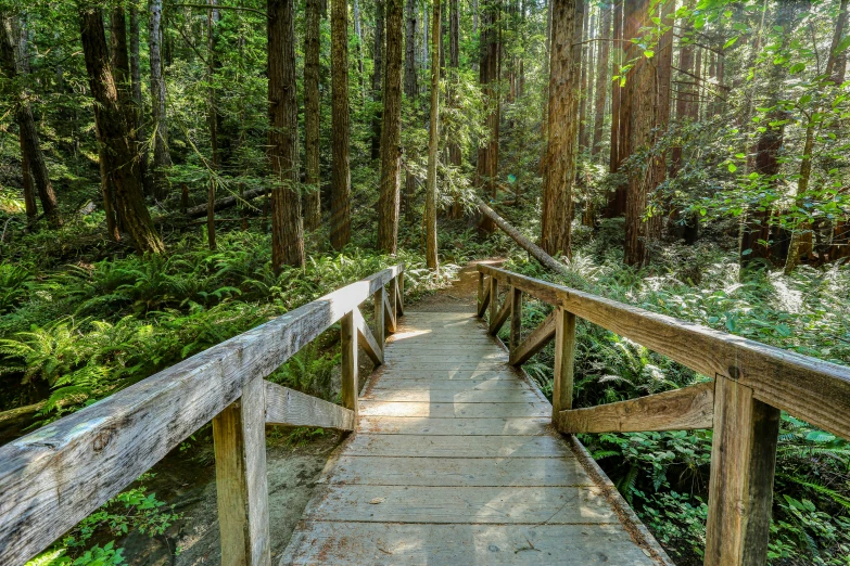 the bridge across a walkway in a wood and grass area