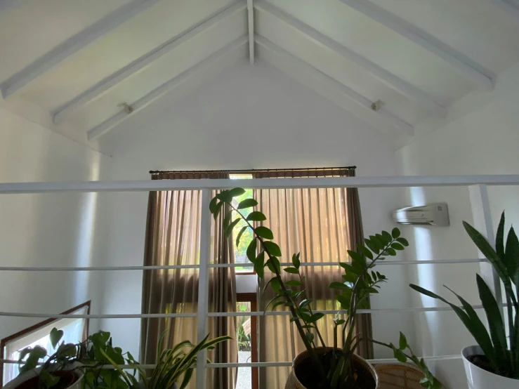 a room with white walls and several plants on display