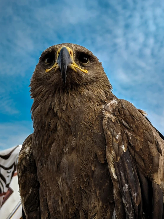 a brown bird with yellow eyes and large black beak