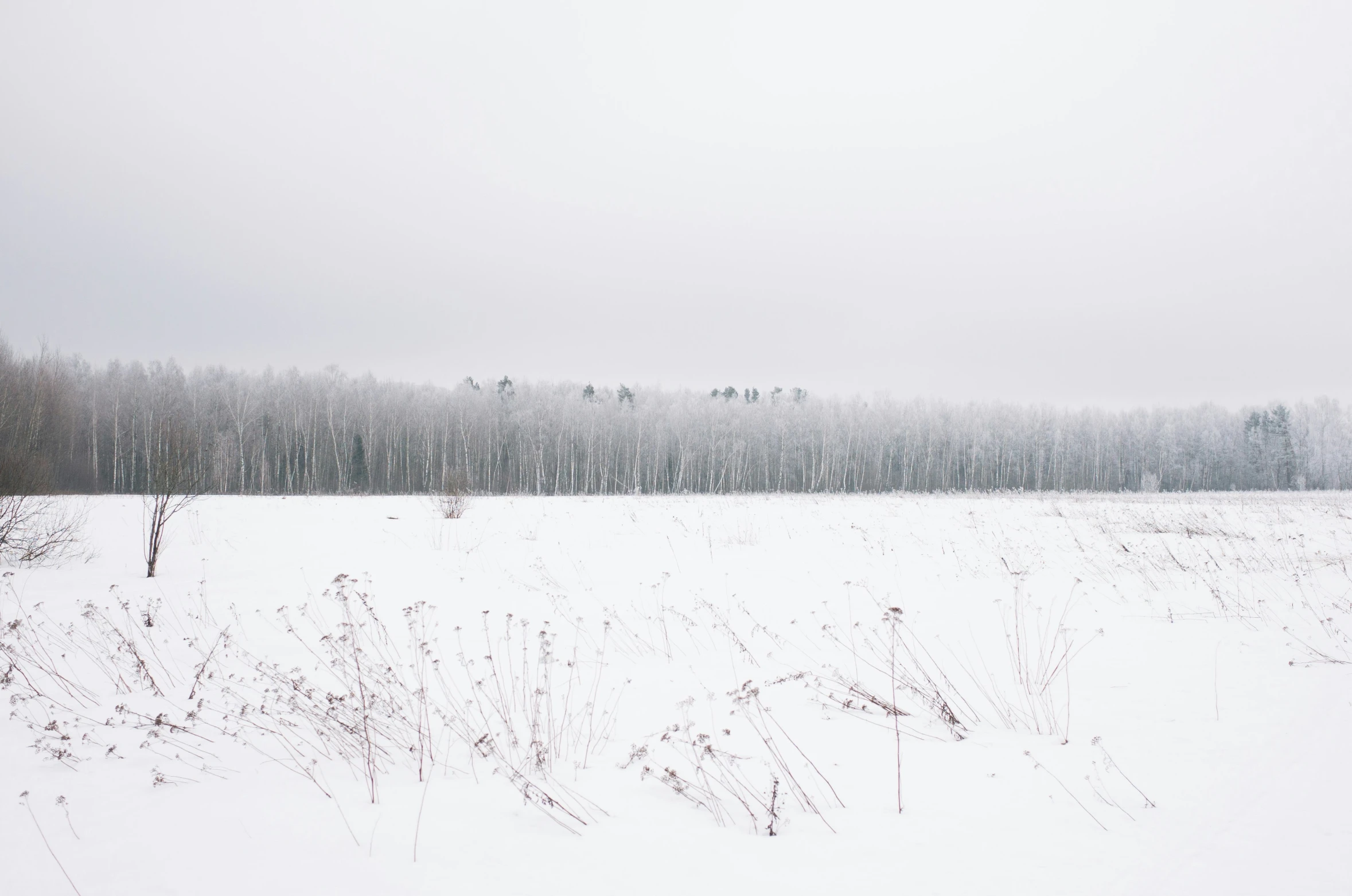 a field covered in snow and trees on a snowy day