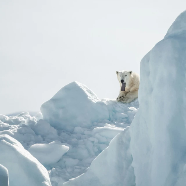 a polar bear is laying on the ice