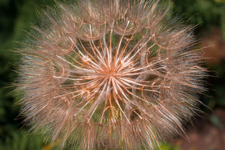 an overexposed pograph of a dandelion in the grass