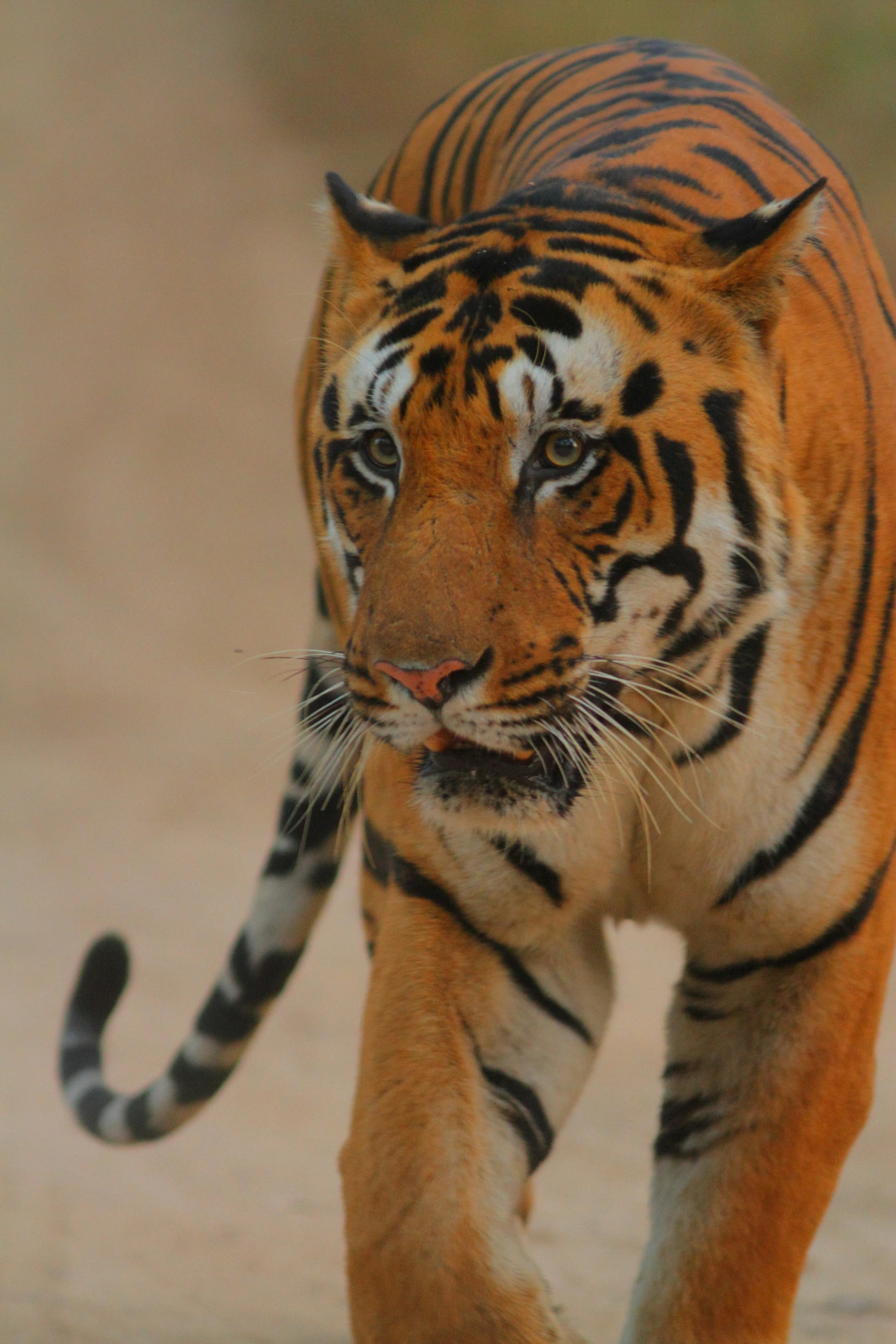 the tiger is running away from the camera