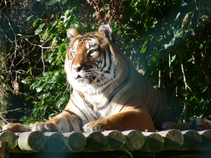 there is a tiger sitting on a ledge near some trees