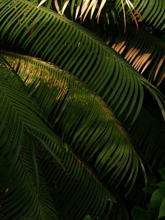 a green leaf filled with sunlight in the shade