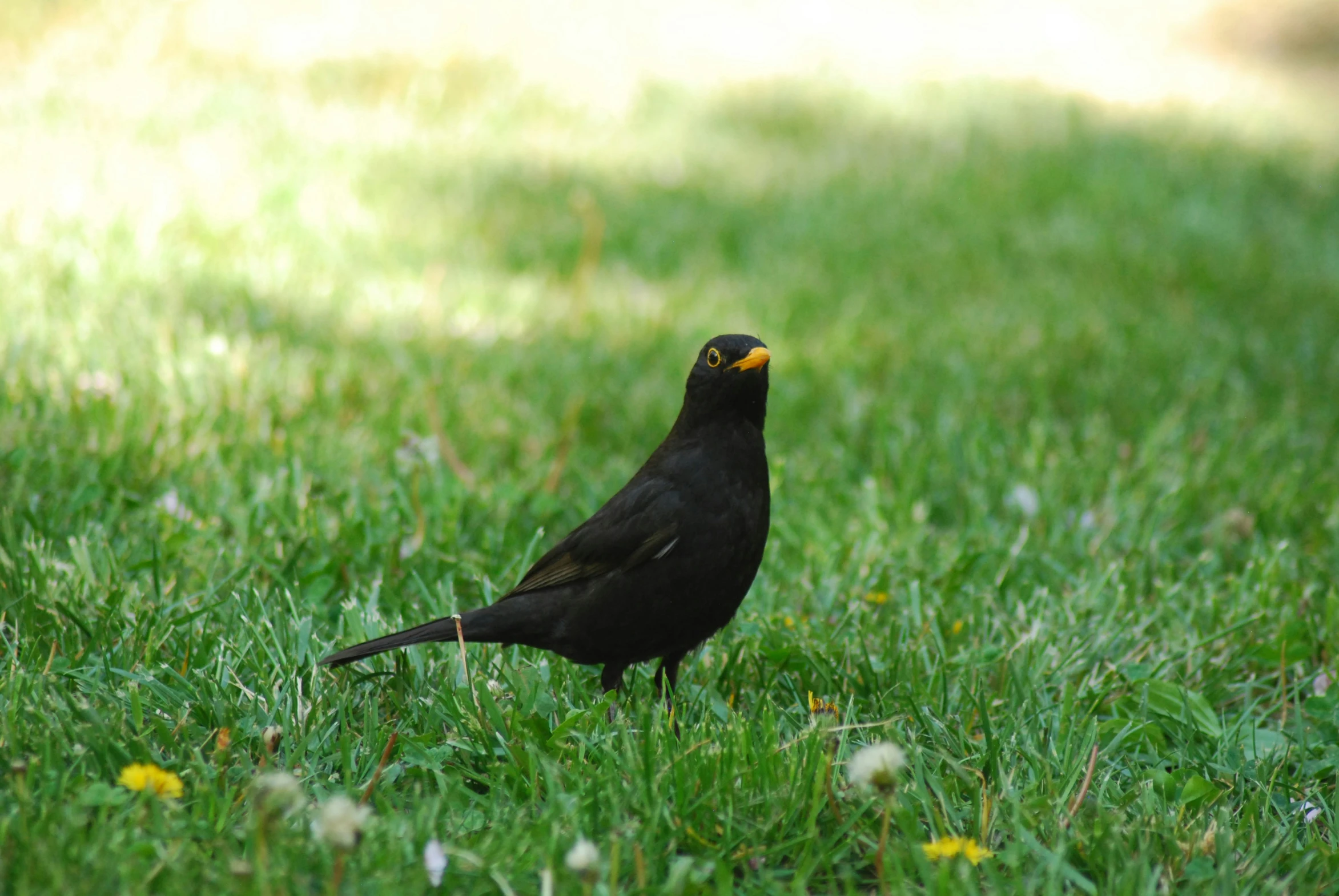 the small black bird is standing in a grassy field