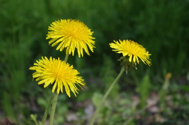 three yellow flowers that are sitting in the grass