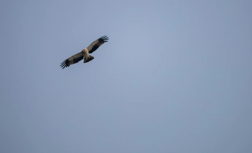 a bird flying through the sky with a very big eagle