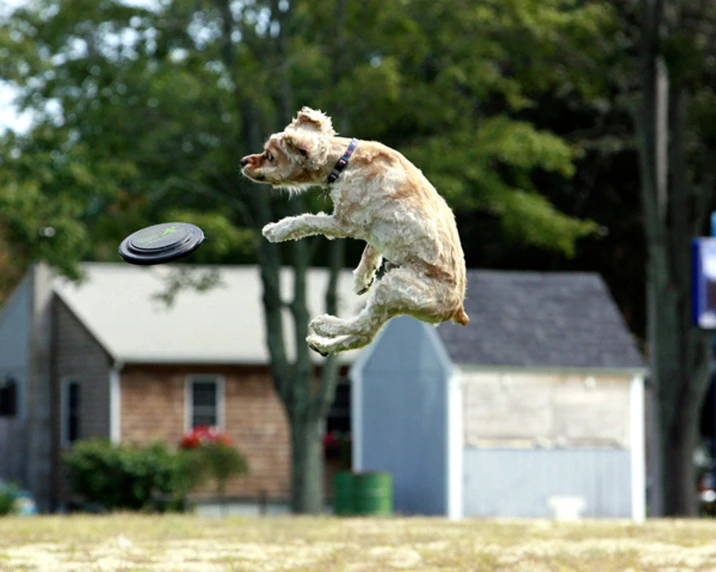 a dog jumps in the air to catch a frisbee