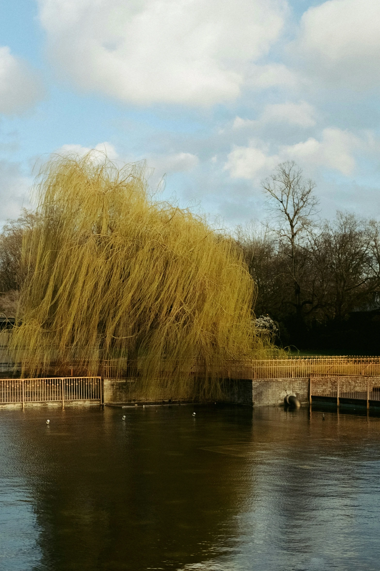 the lake with trees is still blooming in the city