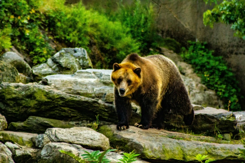 a large brown bear walking across a lush green forest