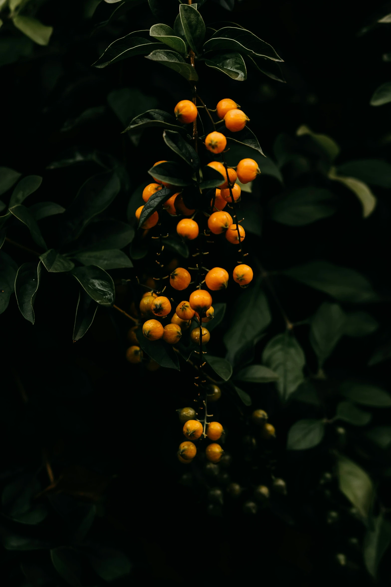 some green oranges hanging from a tree in the forest