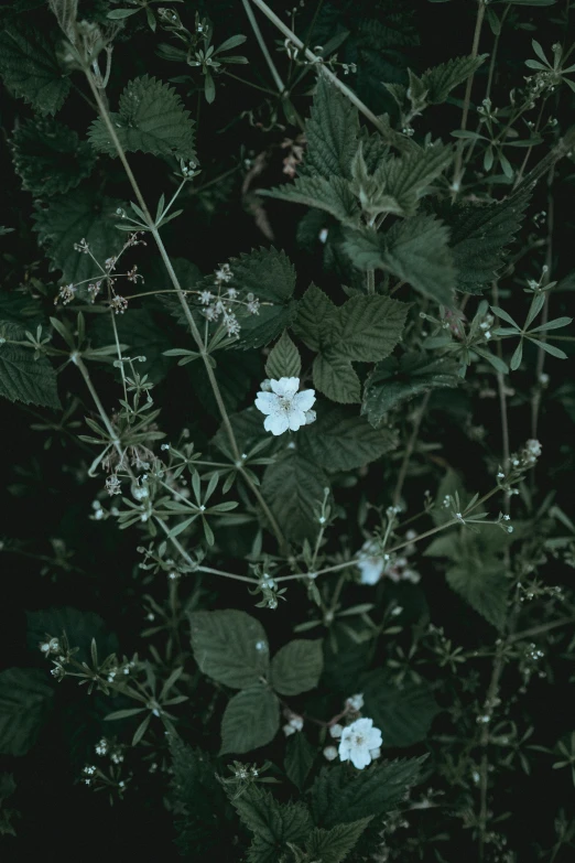 white flowers are blooming on the tree nches