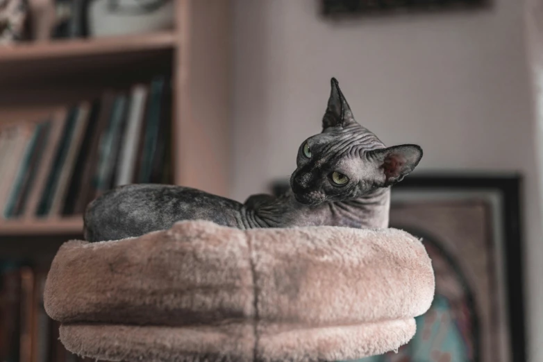 a cat in a cat tree on the floor