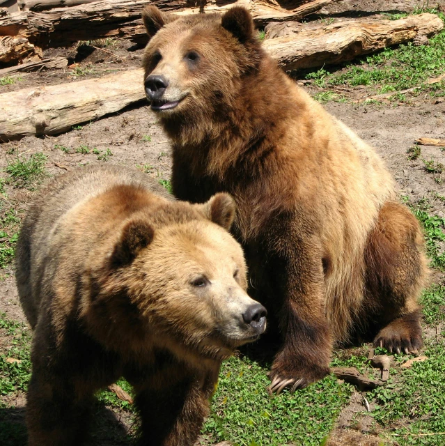 two large bears are standing in the grass
