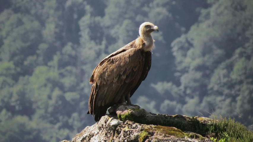 a big bird that is perched on a hill