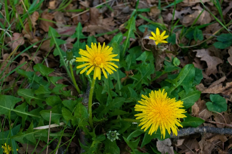 the yellow flowers are growing on the ground