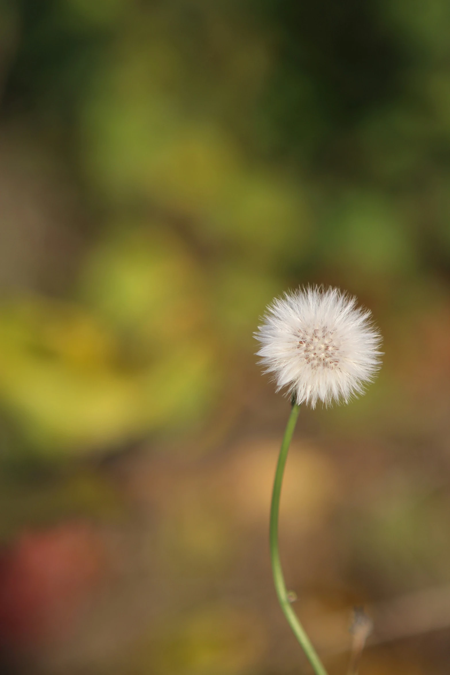 the flower is growing on the stem of the plant