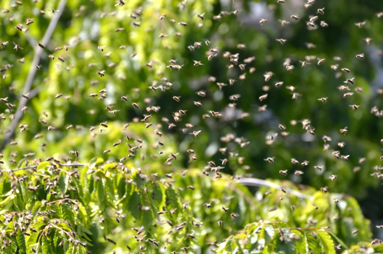 a lot of small insects flying around a tree