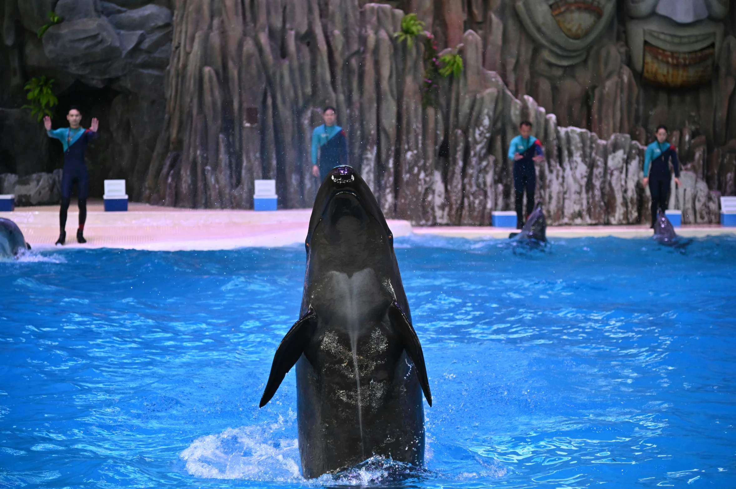 an orca jumping out of the water in a pool